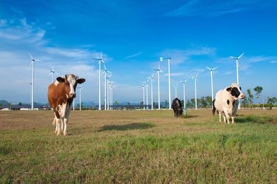 Cows on field against sky