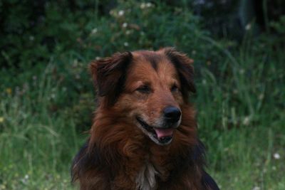 Portrait of dog on field