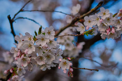 Close-up of apple blossoms in spring