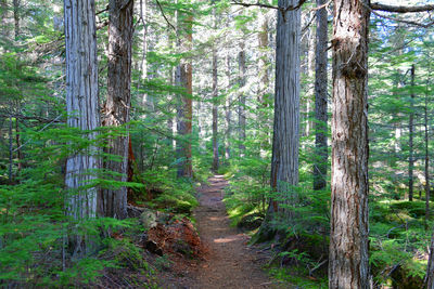 Pine trees in forest