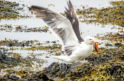 Seagull flying over lake