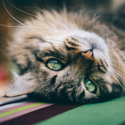 Close-up of cat on bed