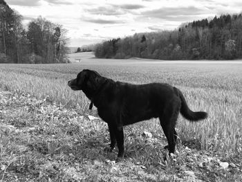 Dog standing on field against sky