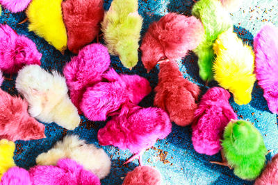 Close-up high angle view of colorful chicks