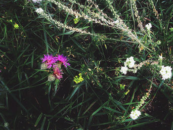 Close-up of pink flower blooming in park