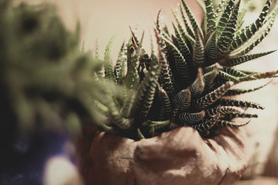 Close-up of pine cone on tree