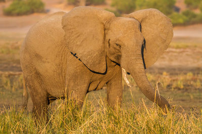 View of elephant on land