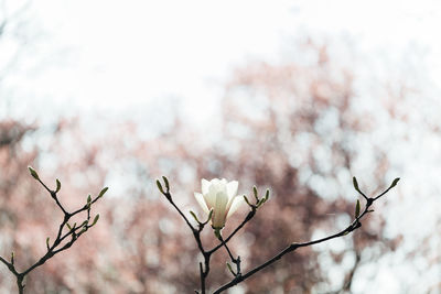 Close-up of pink flowers on branch