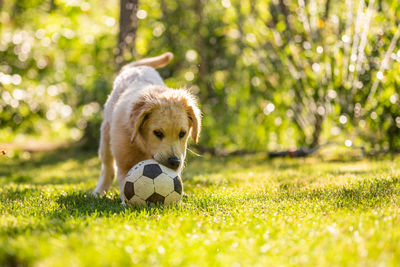 Young golden retriever dog playing with a ball