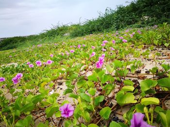 Close-up of pink flowers blooming on field against sky