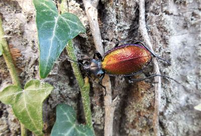 Close-up of insect on plant