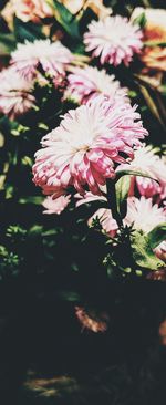 Close-up of pink flowers