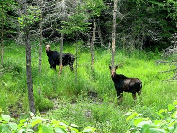 Deer in forest