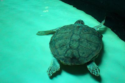 High angle view of turtle in sea