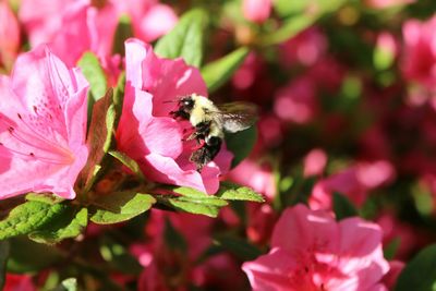 Close-up of bee pollinating on pink flower