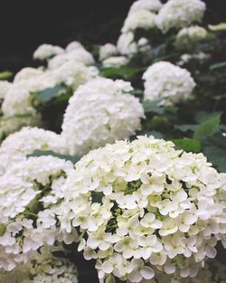 Close-up of flowers