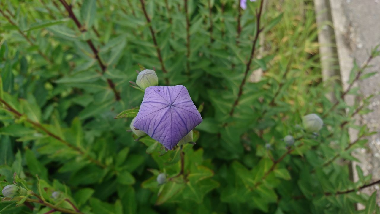 plant, growth, beauty in nature, plant part, green color, leaf, freshness, close-up, flowering plant, vulnerability, fragility, flower, nature, purple, petal, no people, day, focus on foreground, selective focus, outdoors, flower head