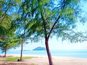 Trees on beach against sky