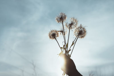 Cropped hand holding dandelions against sky