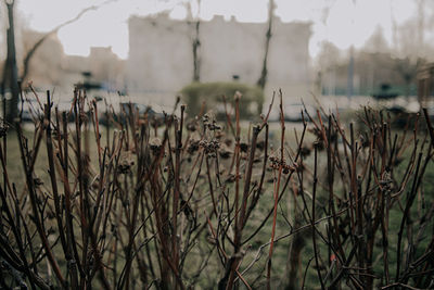 Close-up of plants on field during winter