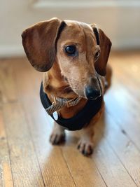 Portrait of dog standing on wooden floor