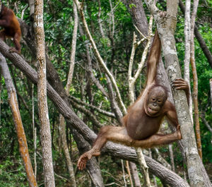 Orangutan climbing on trees in forest