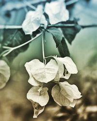 Close-up of leaves