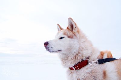 Close-up of dog looking away in snow