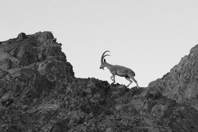 Low angle view of deer standing on mountain