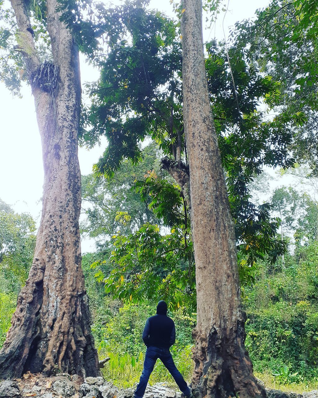 REAR VIEW OF MAN STANDING AMIDST TREES