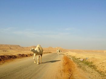 View of horse on dirt road