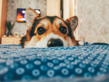 Close-up portrait of dog relaxing on bed