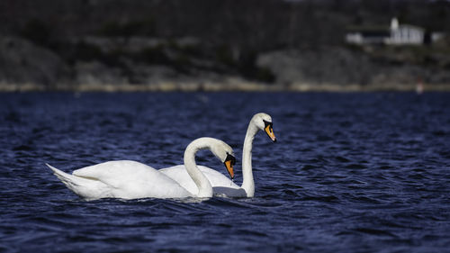 Close-up on two swans on the blue ocean. the  picture is taken on the swedish west coast.