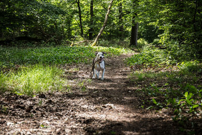 Cat walking on dirt road amidst trees in forest