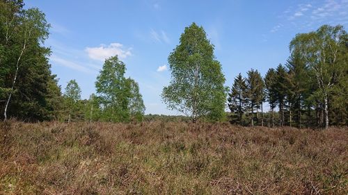 Trees growing on field against sky