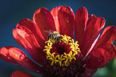 Close-up of bee pollinating on red flower