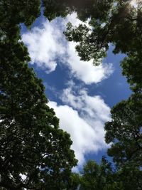 Low angle view of trees against sky