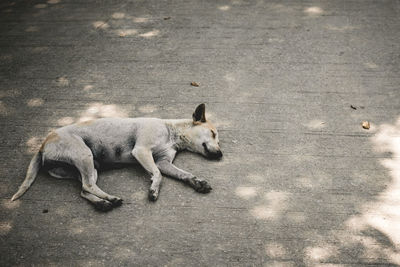 High angle view of dog on road