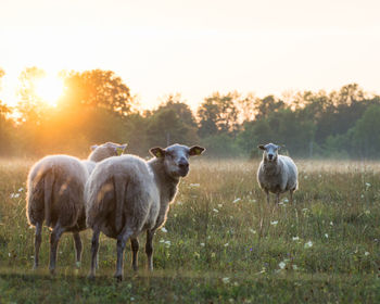 Sheep standing in a field