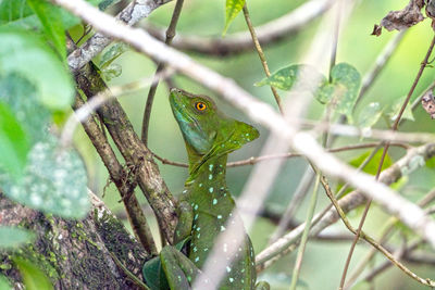 Basilisk lizard in the foliage of tortuguero national park in costa rica