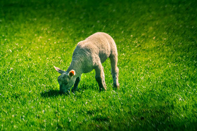 Sheep in a field