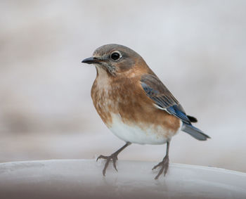 Close-up of bird perching outdoors