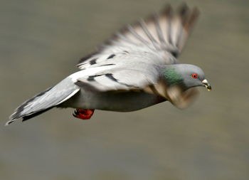Blurred motion of pigeon flying outdoors
