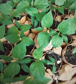 High angle view of leaves on field