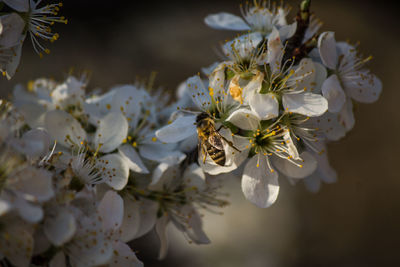 Close-up of white plum blossoms