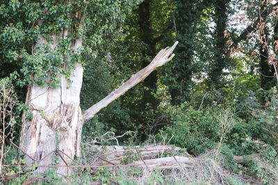 Trees growing in forest