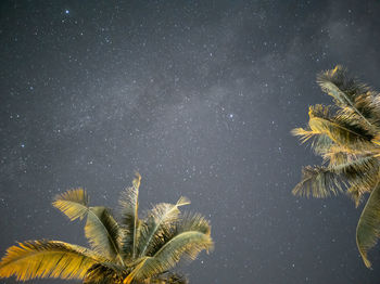 Palm tree against sky at night