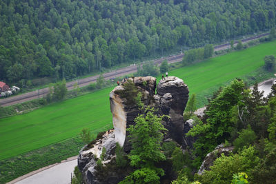 Trees on landscape