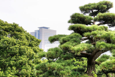 Trees in city against clear sky