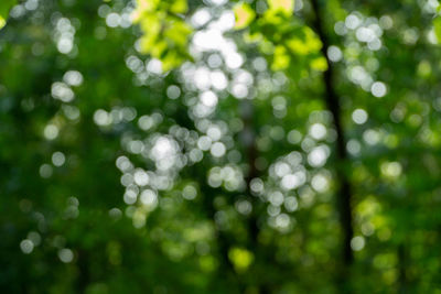 Close-up of plants against blurred background